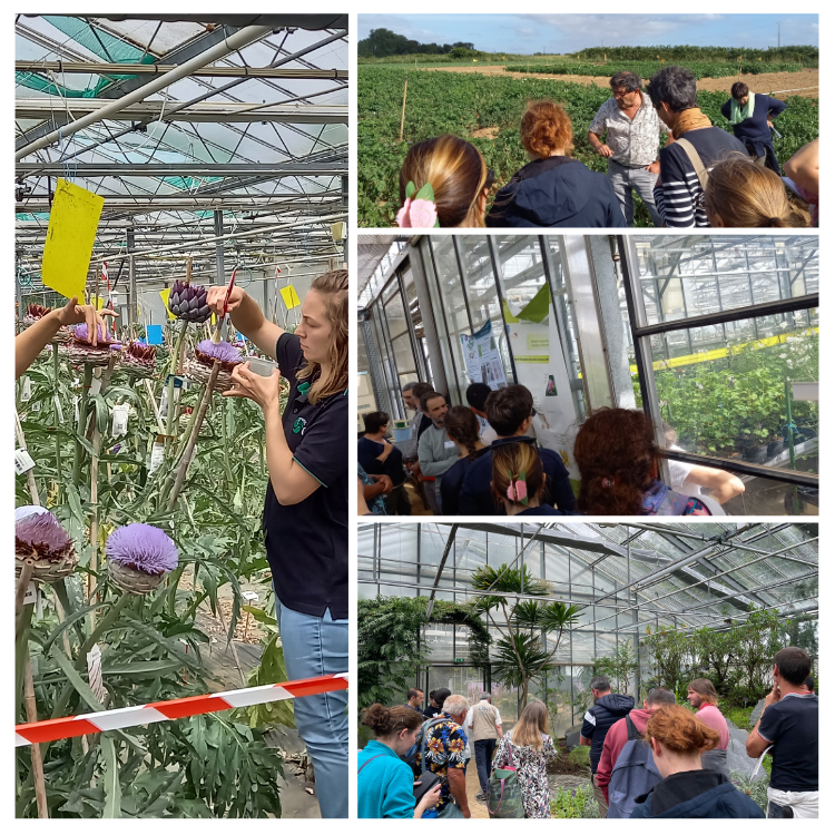 Visites de collections lors du séminaire ASF Plantes Potagères de juin 2024 sur les ressources génétiques