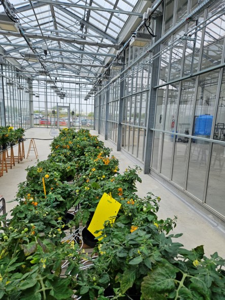 Essais à Vegenov sur tomates naines sous stress nutritif pour évaluer les  priopriétés biofertilisantes et biostimulantes d'extraits de microalgues